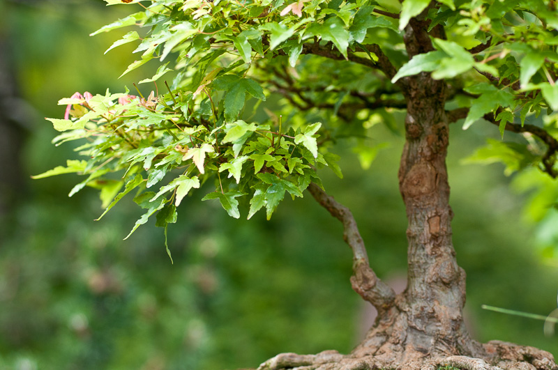 Platz 4 beliebtester OutdoorBonsai Dreispitzahorn