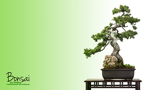 Wallpaper Igel-Wacholder (Juniperus rigida) als Bonsai