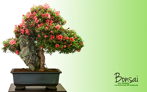 Wallpaper Satsuki-Azalee als Bonsai