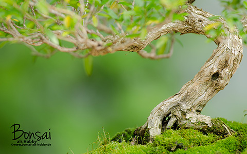 Wallpaper Junischnee (Serissa) als Bonsai