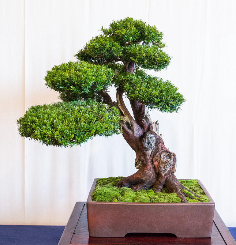 Bonsai Faszinationen 2014 in Mannheim 4