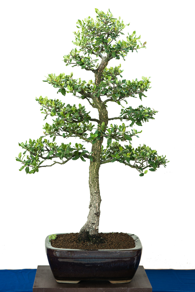 KorkEiche (Quercus suber) als Bonsai