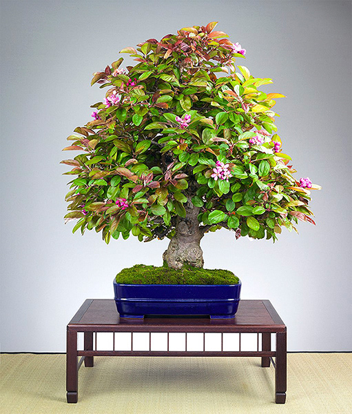 Malus - Apfelbaum von Marcel Drechsler
