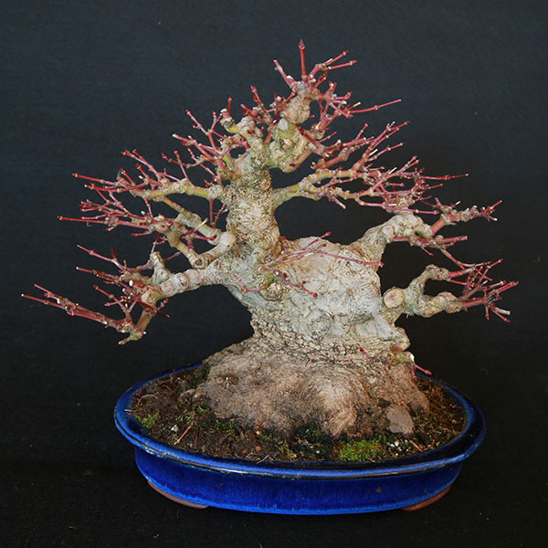Acer palmatum Shohin von Roland Schatzer