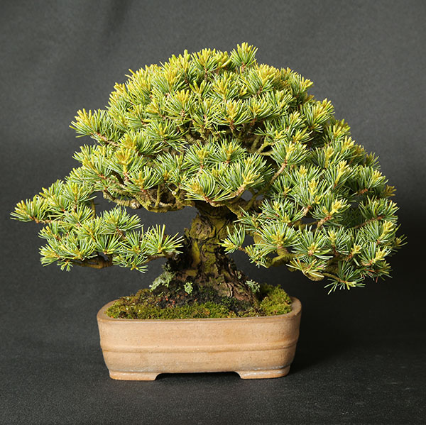 Mädchenkiefer (Pinus parviflora) Shohin von Roland Schatzer