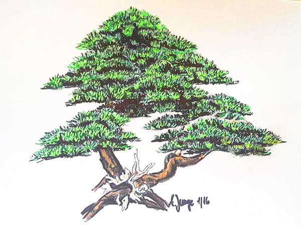 Pinus mugo Zeichnung von Andrea Junger