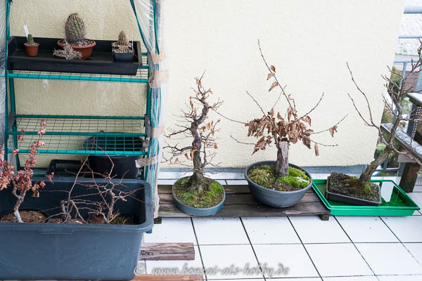 Bonsai im Januar 2016 auf dem Balkon