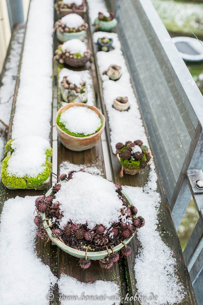 Kusamono im ersten Schnee