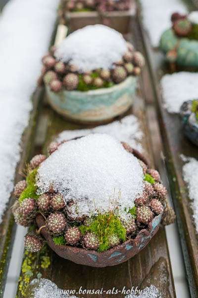 Schnee auf einem Sempervivum mit Moos