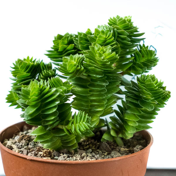 Crassula cv. Estagnol