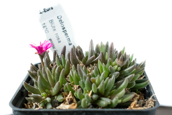 Delosperma "Karen"