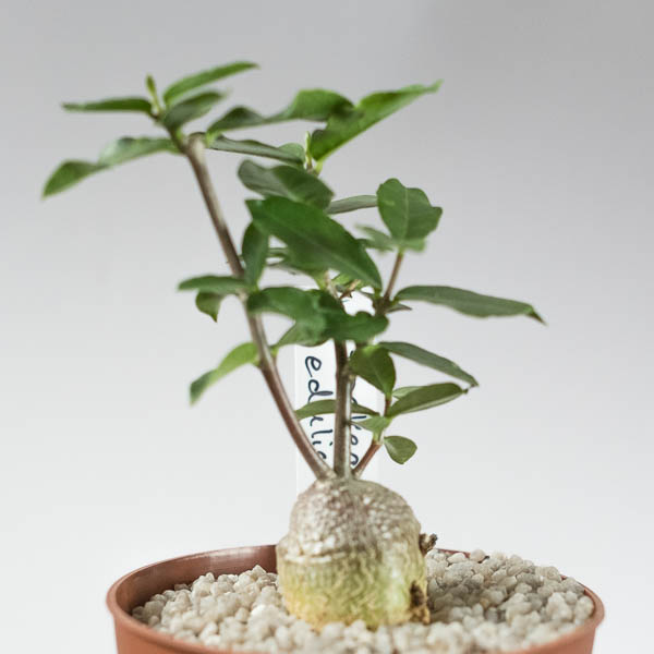 Fockea edulis