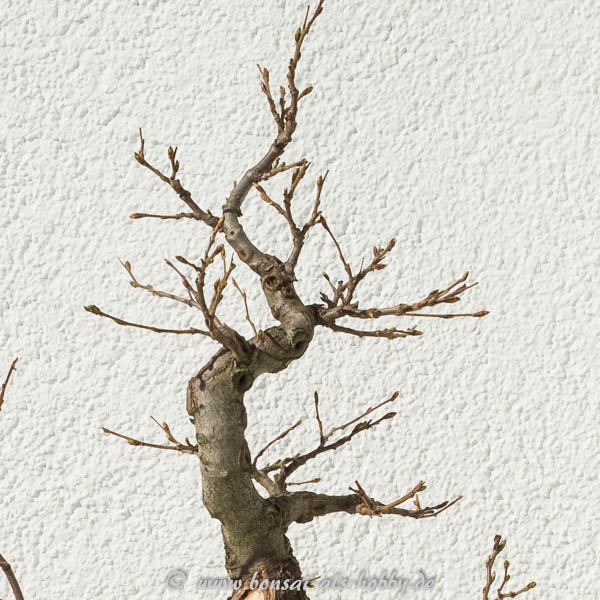 Die Baumspitze als Shohin-Hainbuche?
