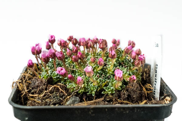 Saxifraga "Sissi"