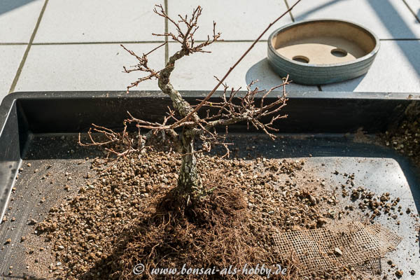 Ausgetopfte Zelkova nire