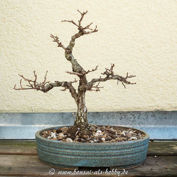 Frisch eingetopfte Zelkova nire