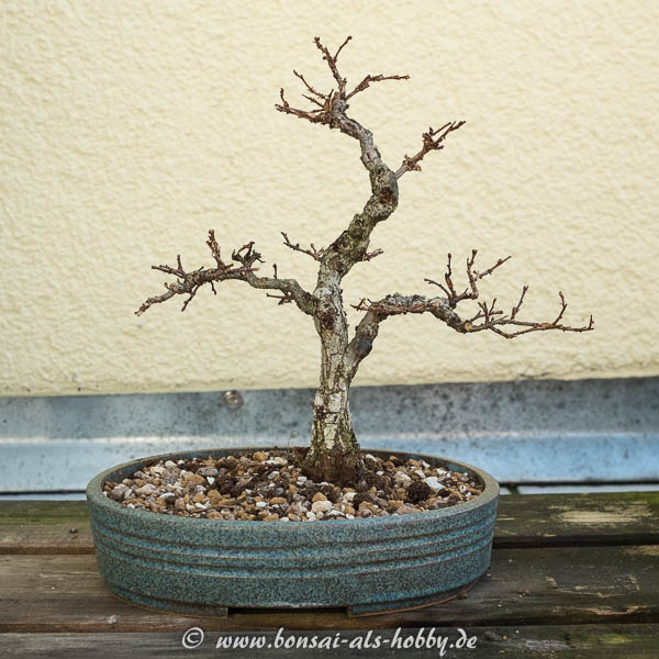 Andere Seite Zelkova nire - Korkrindenulme