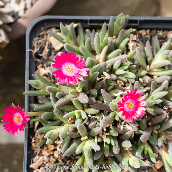 Delosperma "Karen" Blüten