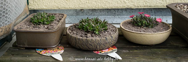 3 umgetopfte Delosperma