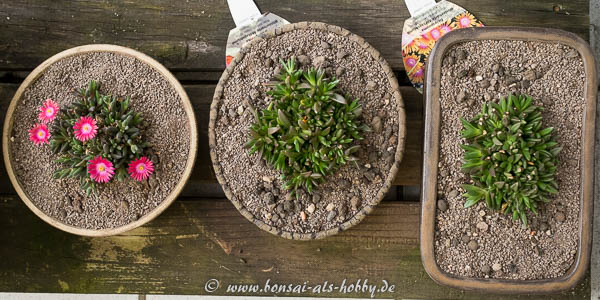 Umgetopfte Delosperma von oben