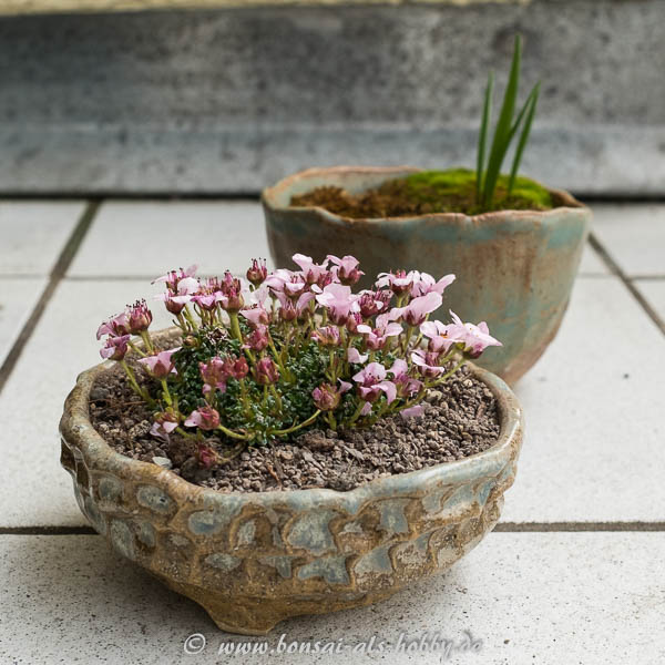 Saxifrage "Sissi" in einer Akzentschale getopft