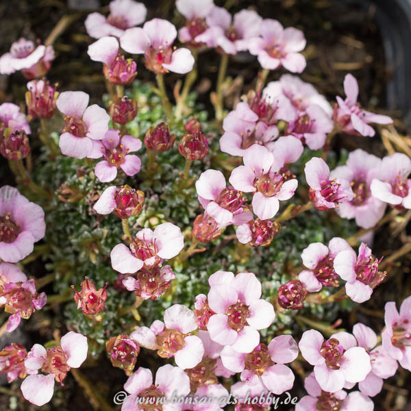 Saxifraga "Sissi" Blüten