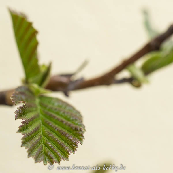 Neuaustrieb Alnus glutinosa