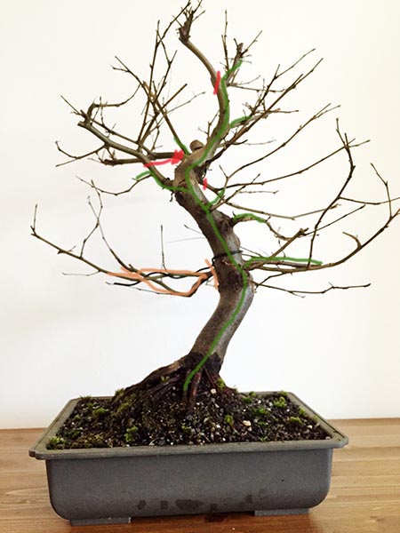 Vorschlag 2 Gestaltung Hainbuchen-Bonsai