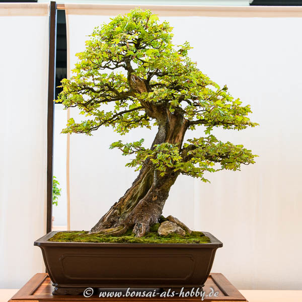 Feld-Ahorn (Acer campestre)