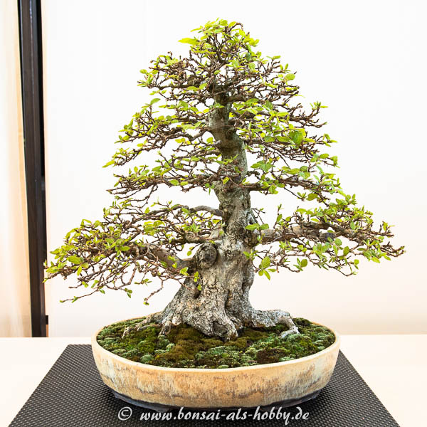 Koreanische Hainbuche (Carpinus turcaninowii)