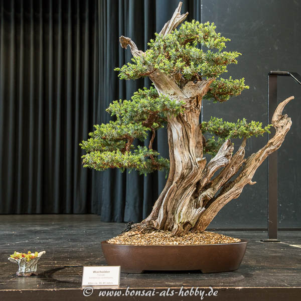 Gemeiner Wacholder (Juniperus communis)