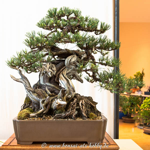 Berg-Kiefer (Pinus mugo)