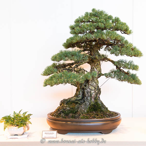Mädchenkiefer (Pinus parviflora)