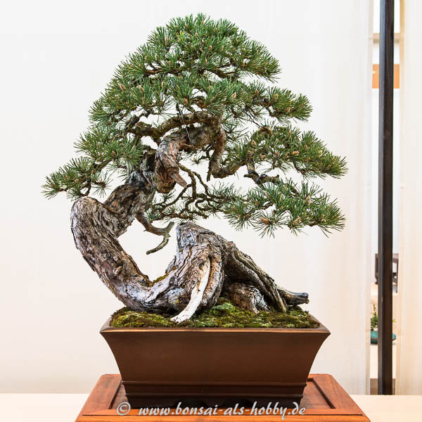 Wald-Kiefer (Pinus sylvestris)