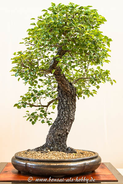 Wild-Birne oder Holz-Birne (Pyrus pyraster)