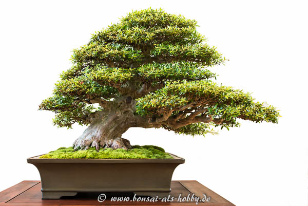 Satsuki-Azalee (Rhododendron indicum Kinsai)