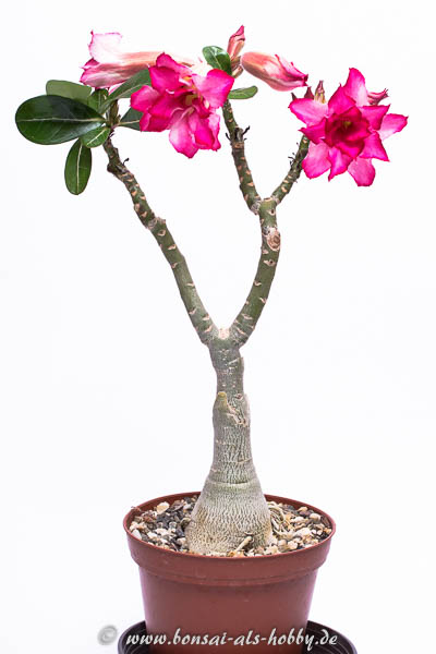 Adenium mit Blüten 2016