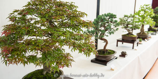 Bonsai auf der Ausstellung Römerstein 2016