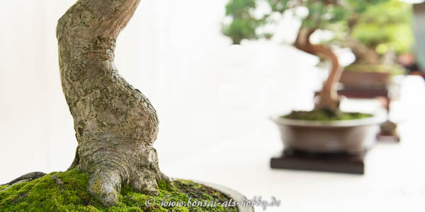 Nebari eines alten Acer palmatum Bonsai