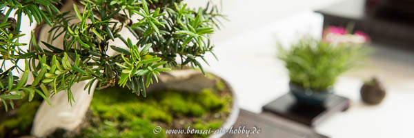 Nadeln Taxus baccata