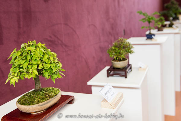 Shohin-Bonsai hervorragend präsentiert!