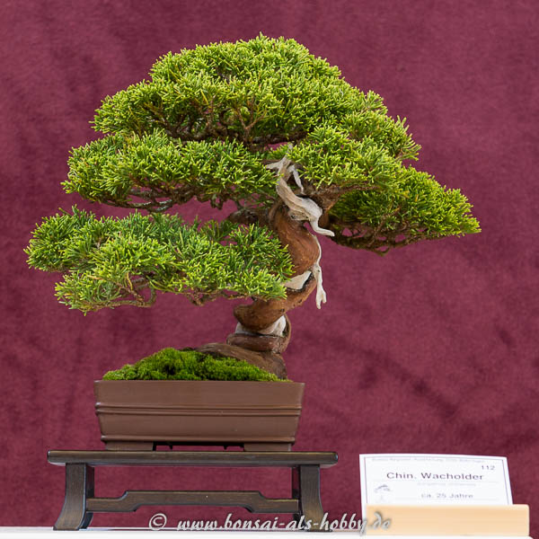 Chinesischer Wacholder Shohin