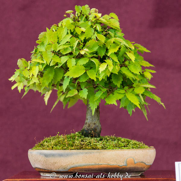 Zelkova serrata als Shohin-Bonsai