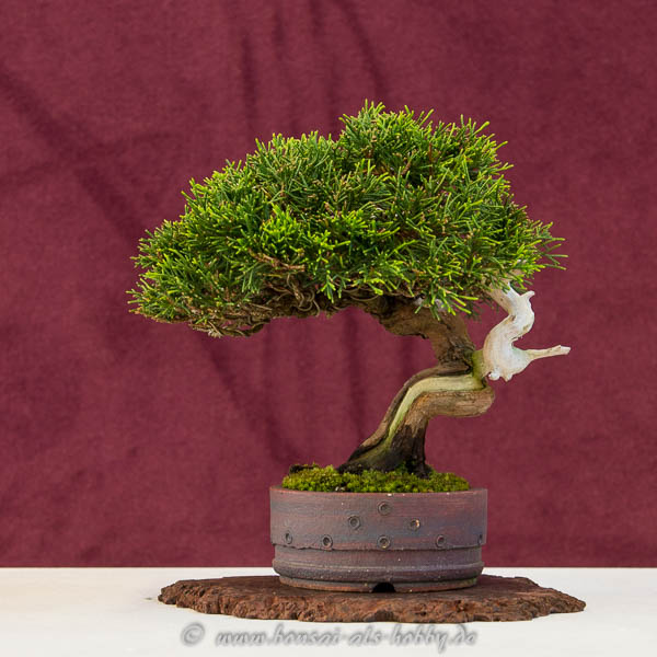 Shohin-Bonsai Juniperus chinensis