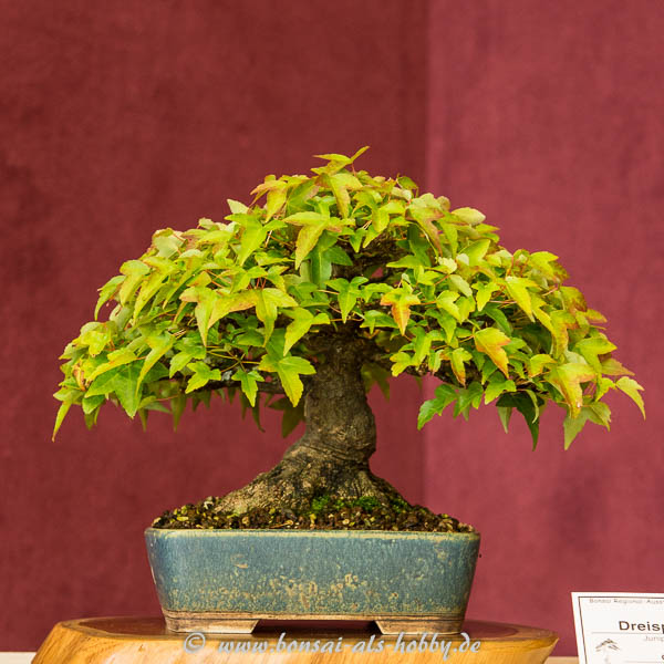 Dreispitzahorn als Shohin-Bonsai