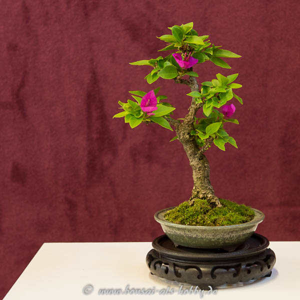 Bougainvillea mit Blüten als Shohin-Bonsai