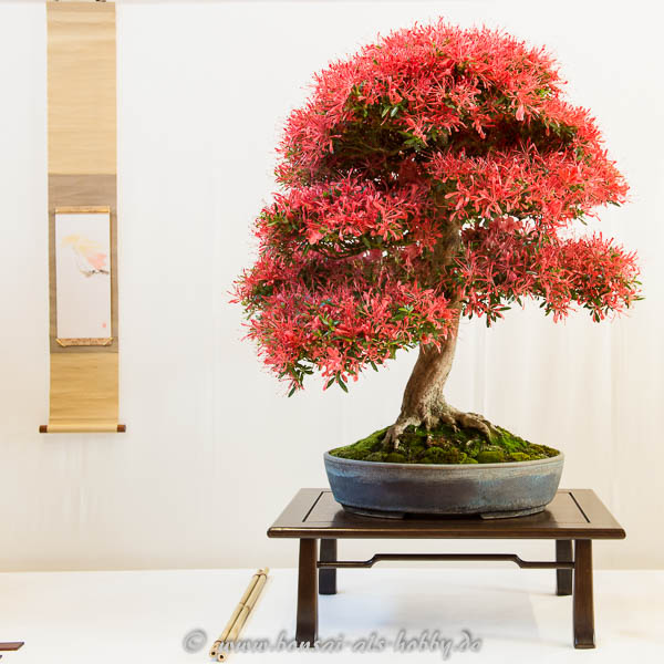 Rhododendron indicum Bonsai mit roten Blüten