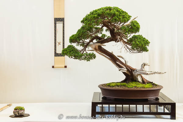 Juniperus chinensis Bonsai
