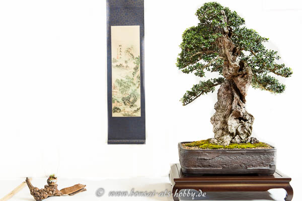 Wilde Olive als Bonsai