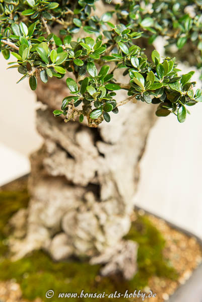 Nahaufname der wilden Olive